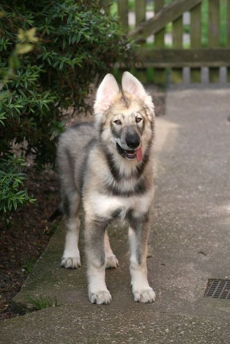 60 Inuit Dog Names Northern Inuit Dog, Northern Inuit, Rare Dogs, Wolf Hybrid, Pretty Dogs, Types Of Dogs, Rare Breed, Love My Dog, Wolf Dog