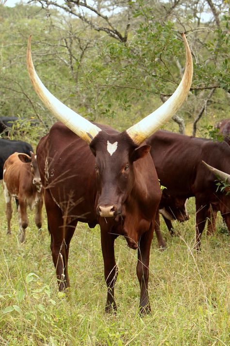 . Ankole Cattle, Long Horns, Long Horn, African Children, Church Graphic Design, All Animals, Cow Art, Amazing Animals, Wild Animals