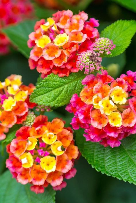 Flower borders in a garden can add texture, color, and scale. Add a flower to your border garden, like the orange, pink, and yellow lantana flower as shown here, that will last year round. This pretty flower will attract pollinators and other beneficial wildlife to your garden or front yard. #gardening #gardenideas #garden #flowergarden #summerflowers #marthastewart #annuals Purple Pink Yellow Flower Garden, Flower Bed For Front Of House, Yellow Flowers For Planters, Red Yellow Orange Flower Garden, Gazania Flowers Gardens, Lantana Landscaping Front Yards, Pink And Orange Garden, Spring Flower Border, Rainbow Flower Garden