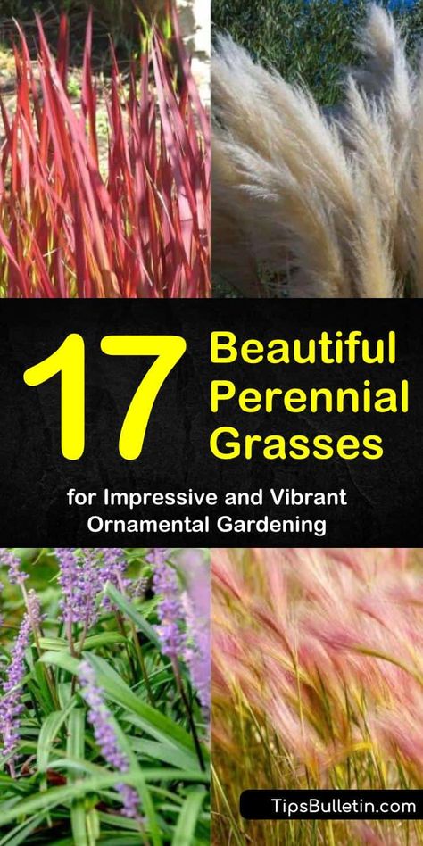 Zone 6 Ornamental Grasses, Zone 3 Ornamental Grasses, Ornamental Grass Foundation Planting, Perennial Grasses Zone 5, Fountain Grass Perennial, Ornamental Grass Garden Layout Plan, Pink Ornamental Grasses, Evergreen Grasses Landscaping, Decorative Grasses Perennials