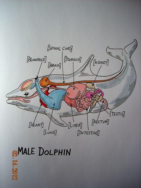 Dolphin Anatomy  By: Stephanie Bissonnette Anatomy Of A Dolphin, Anatomy Of Sea Animals, Marine Biology Anatomy, Dolphin Anatomy, Ocean Anatomy, Marine Biology Aesthetic Notes, Animal Biology, Vet School Motivation, Oceanography Marine Biology