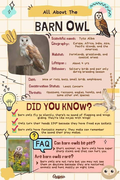 With their distinct heart-shaped faces and eerie screeching sound, barn owls are probably one of the most recognized owls in the world. They're known for their keen sense of hearing and incredibly silent flying. Check out Outforia's latest article to learn more about barn owls. Owl Therian, Owl Types, Owl Facts For Kids, Barn Owl Flying, Owl Sounds, Types Of Owls, Barn Owl Art, Sense Of Hearing, Owl Facts