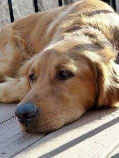 A Golden Retriever, Hilarious Funny, Golden Retriever Puppy, Popular Dog, Retriever Puppy, Sweet Dogs, Dogs Golden Retriever, Retriever Dog, Golden Retrievers