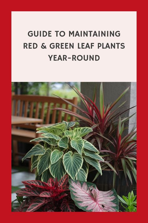 Guide for maintaining red and green leaf plants year-round, showcasing various plant types. Caladium Varieties, Kitchen Flooring Trends, Kitchen Tile Inspiration, Photinia Red Robin, Industrial Chic Kitchen, Rustic Industrial Kitchen, Compact Kitchen Design, Modern Bedroom Colors, Gallery Wall Inspiration