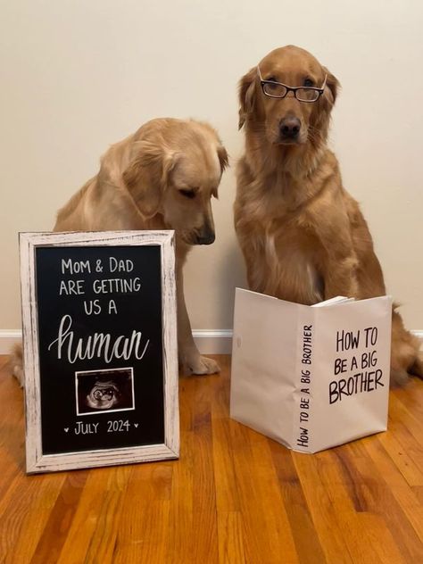 Baby Hacks, Pregnancy Announcement, Baby Ideas, Golden Retriever, Shower Ideas, Of Course, Baby Shower, Shower