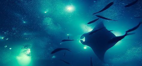 Sting Ray Wallpaper Aesthetic, Manta Ray Wallpaper, Manta Ray Aesthetic, Stingray Wallpaper Laptop, Manta Ray Background, Night Diving, Manta Ray Desktop Wallpaper, Disc Banner, Swimming With Manta Rays