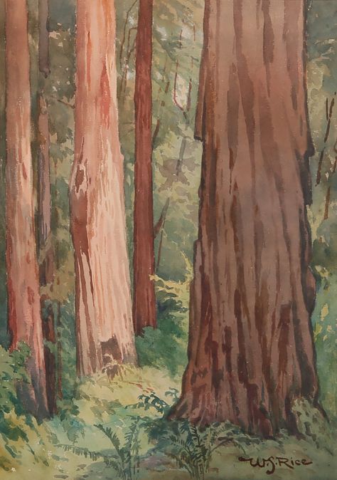 William S. Rice watercolor of California redwood trees.  Signed. 14.5″h x 10″w. Frame 19″h x 15.25″w Watercolor Woods Painting, Redwood Drawing, Redwood Tree Drawing Simple, Redwood Tree Drawing, Watercolor Illustration Landscape, Redwood Painting, Redwood Forest Drawing, Redwoods Painting, Redwood Tree Art