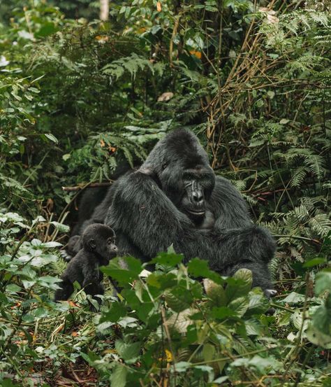 20 Photos to Inspire You to Visit Uganda Gorillas // Gorilla Trekking Safari In Africa, El Salvador Travel, Uganda Travel, Gorilla Trekking, Serengeti National Park, Mountain Gorilla, Travel Oklahoma, On Safari, Volcano National Park