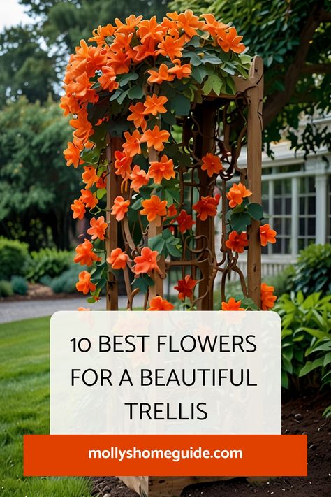 Discover a variety of beautiful flowering vines that are perfect for trellises and pergolas. Explore the best flowers for trellis, including fast-growing options to enhance your outdoor space. Get inspired with unique trellis ideas and designs to create a stunning vertical garden display. Transform your garden with climbing flowers and vines for trellis, adding color and charm to your landscape. Diy Cheap Trellis, Wall Trellis Ideas Climbing Flowers, Trellis With Flowers, Plants That Climb, Trellis Flowers Ideas, Vine Flowers Climbing, Best Climbing Flowers For Trellis, Vines For Trellis, Plant Trellis Ideas