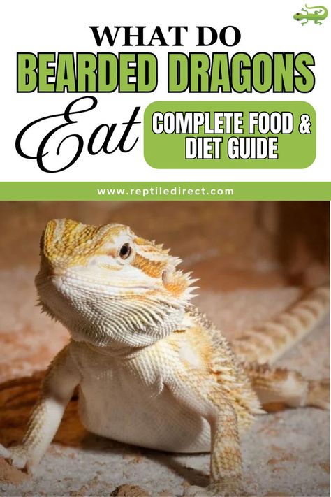 A promotional image for a bearded dragon diet guide titled 'What Do Bearded Dragons Eat: Complete Food & Diet Guide' featuring a close-up of a bearded dragon on a sandy surface. Lizard Habitat, Bearded Dragon Food, Bearded Dragon Diet, Baby Bearded Dragon, Perfect Beard, Diet Guide, Healthy Pets, Food Diet, Pet Care Tips