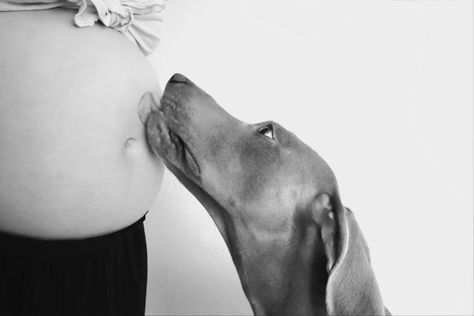 Home Maternity Photography With Dog, Dog And Pregnant Belly, Maternity Photos With Dogs Ideas, Maternity Shoot Dog, Maternity With Dog, Maternity Pictures With Dog, Maternity Shoot With Dog, Maternity Photography With Dog, Maternity Photos With Dog