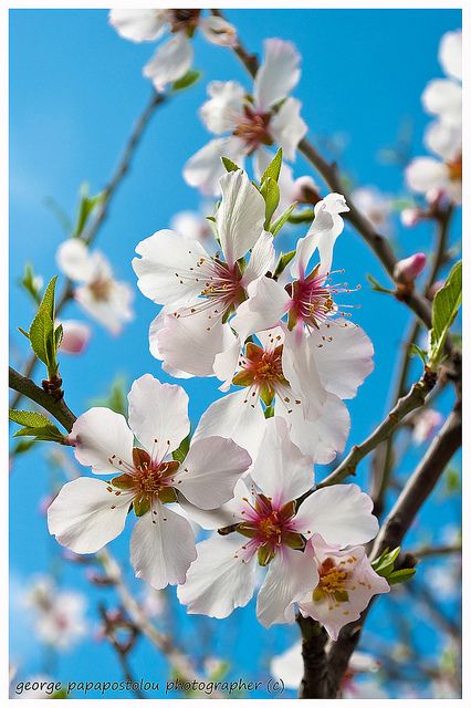 Almond Flower Tattoo, Bible Flowers, Kos Island, Pretty Flowers Pictures, Kos Greece, Almond Flower, Small Shoulder Tattoos, Apricot Blossom, Almond Blossom