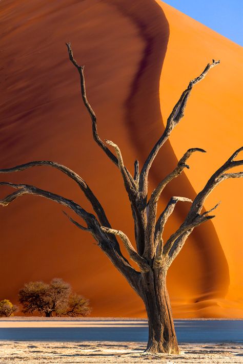 The sand dunes in Namibia are amazing. They are the highest dunes in the world, and the brilliant orange color against the blue sky of the Namib desert is visually arresting. For this shot of a dead ... Desert Aesthetic, Namib Desert, Dead Tree, Art Appliqué, Incredible Places, Large Canvas Prints, Sand Dunes, Botswana, Great Big Canvas