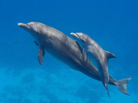 Cute Dolphins, Baby Dolphin, Cute Dolphin, Baby Dolphins, Bottlenose Dolphin, Marine Mammals, Baby Animals Funny, Sealife, Ocean Life