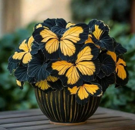 Moonlight Butterfly, Inside House Plants, Garden Basket, Butterfly Plants, Gothic Garden, Unusual Flowers, House Plants Decor, Colorful Plants, Cactus Y Suculentas