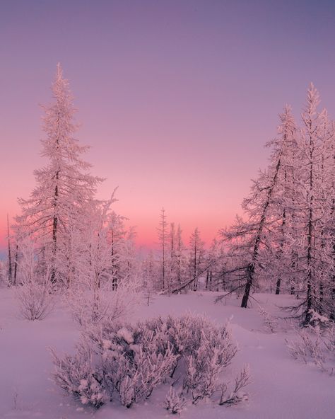 Winter Aesthetic Pink, Pink Winter Aesthetic, Pink Hour, Winter Wonderland Wallpaper, Pink Photography, Pink Xmas, Pink Snow, Pink Winter, Winter Sky