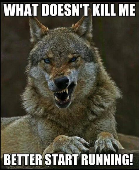 I'd run if I were you! Wolf Stuff, Wolf Quotes, Wolf Photos, Wolf Love, Wild Wolf, Wolf Pictures, Wolf Spirit, Beautiful Wolves, Grey Wolf