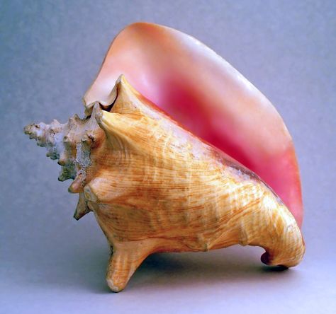 shells with a pearl inside | Dear Reader – A Letter to You From Author Kelly Starling Lyons Conch Chowder, Conch Fritters, Conch Pearl, Buddhist Symbols, Lord Of The Flies, Conch Shell, Ancient Symbols, Conch, Key West