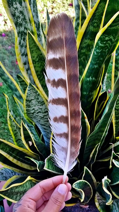 Osprey Feather Tattoo, Osprey Bird, Hawk Feathers, Birds Feathers, Flight Feathers, Create Happiness, Sea Urchin Shell, Bird Identification, Poppies Tattoo