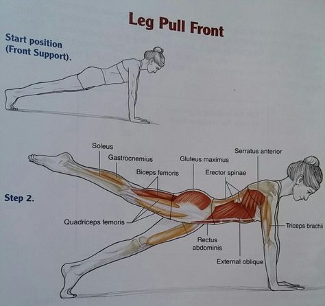 Pilates Muscles, Pilates Anatomy, Quadriceps Femoris, Yoga Poses Chart, Pilates Teacher Training, Morning Yoga Stretches, Mat Pilates Workout, Pilates Stretches, Pilates Poses