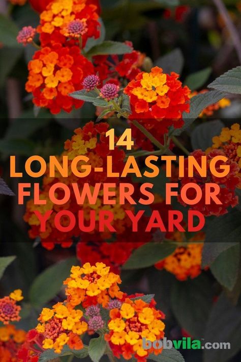 Diy Rose, Backyard Flowers, Container Gardening Flowers, Garden Wallpaper, Summer Plants, Outdoor Flowers, Beautiful Flowers Garden, Garden Yard Ideas, Front Yard Garden