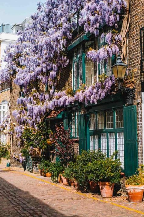 Kynance Mews Wisteria Kynance Mews, Cornwall Garden, Best Places In London, London Souvenirs, Kensington And Chelsea, Instagram London, Holland Park, Traveling Abroad, Beautiful Streets