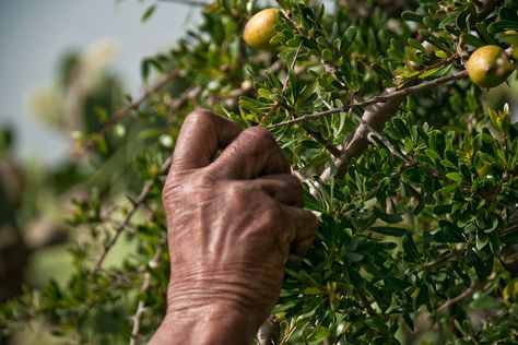 Argan fruits fall from the trees in summer. Read more about it here! Argan Oil For Hair, Oil Extraction, Argan Tree, Large Fruit Bowl, Moroccan Beauty, Organic Argan Oil, Argan Oil Hair, Oil For Hair, Moroccan Argan Oil