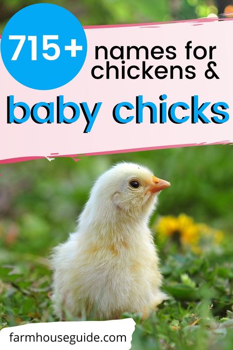 Cute Names For Chickens, Chicken Names By Color, Hen Names, Names For Chickens, Chicken Names Hens, Good Chicken Names, Rooster Names Funny, Hen Names Pet Chickens, Cute Chicken Names