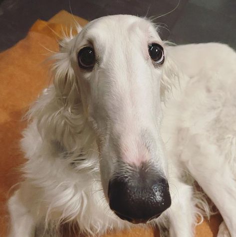 Long Face Dog, Borzoi Puppy, Pet Humor, Cute Animal Art, Borzoi Dog, Goofy Dog, Cute Pets, Silly Dogs, Fun Cute