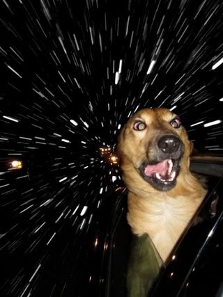 Make Funny Faces, Space Dog, Funny Dog Pictures, Foto Art, Dog Car, Dog Travel, To Infinity And Beyond, Dog Photography, Funny Animal Pictures