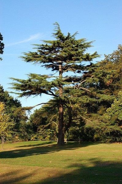 Deodar Cedar, Cedrus Deodara, Sunken Gardens, Nc State University, Planting Design, Sunken Garden, Cedar Trees, One With Nature, Leaf Coloring