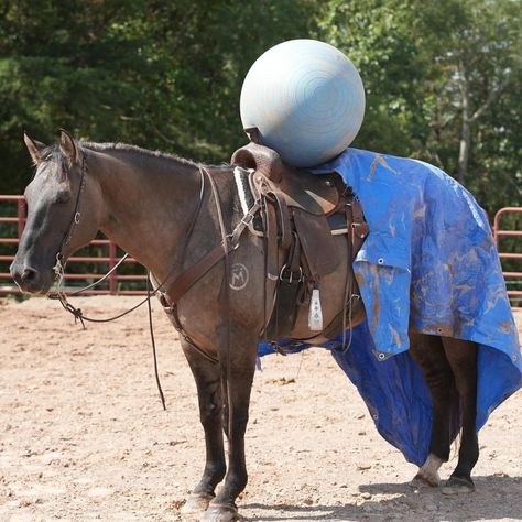 Mustang Training, Mustang Makeover, Horsey Life, Horse Barn Ideas Stables, Western Horses, Horse Exercises, Rp Ideas, Farm Lifestyle, Country Stuff