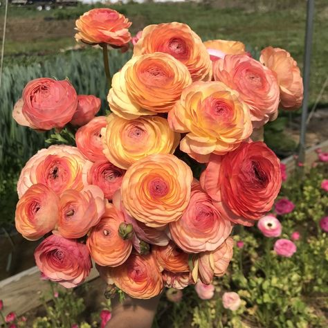 Ranunculus Garden, Ranunculus Wedding, Flower Identification, Ranunculus Flowers, Organic Compost, Cut Flower Garden, Bouquet Of Flowers, Tea Roses, Flower Farm