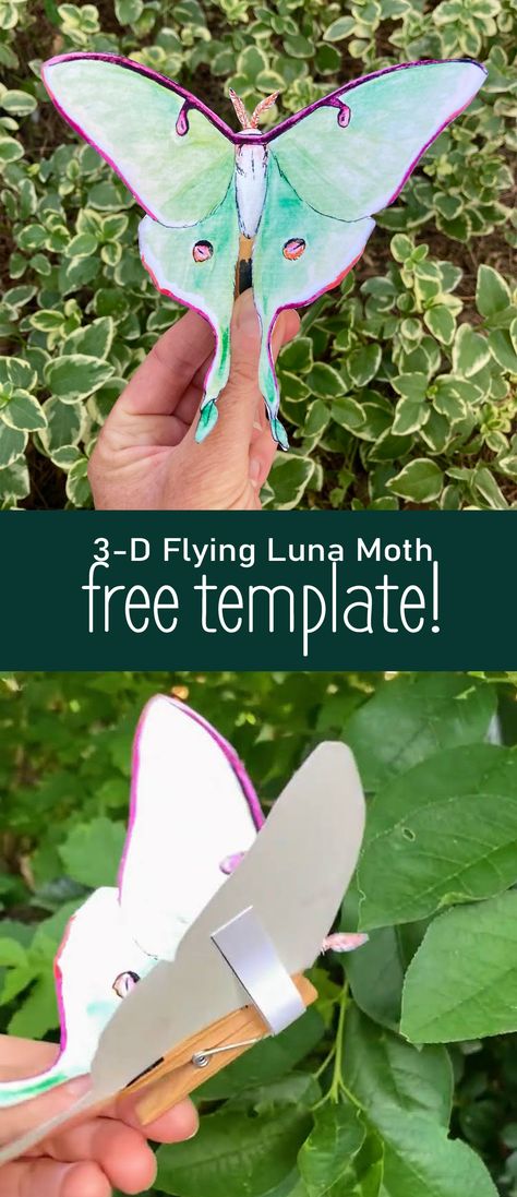 Download this free template and create this realistic, flying luna moth! Moth Craft Preschool, Luna Moth Craft, Moth Craft For Kids, Moth Crafts, Moth Template, Moth Diy, Conservation Activities, Nature Lessons, Insect Activities