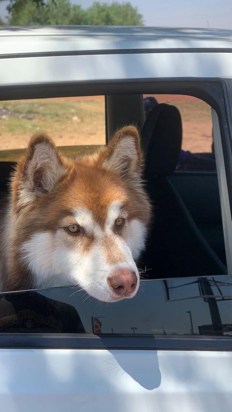 Brown And White Husky, Husky Brown, Brown Husky, Shu Hua, White Husky, Lux Life, Siberian Huskies, Puppies And Kitties, Pretty Dogs