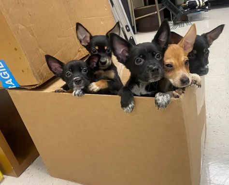 Ditched Puppies Tumble Out Of Box To Get 'Extra Help' From Teacher Dog Memorial Jewelry, Dog Car Accessories, Dog Lover Jewelry, Dog Wellness, Dog Garden, Tiny Puppies, Dog Car Seat Cover, Dog Car Seats, Dog Facts