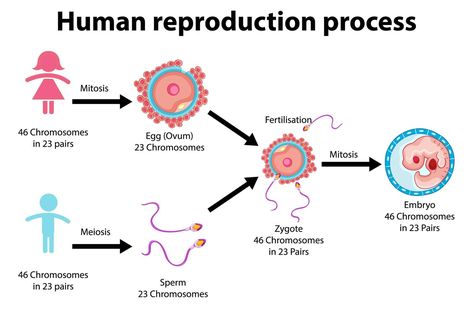 Reproduction Process of Human infographic Fertilization Process In Humans, Reproduction In Humans, Fertilization Process, Human Reproduction, Body Science, Medical Study, Yellow Business Card, Study Stuff, Book Cover Mockup