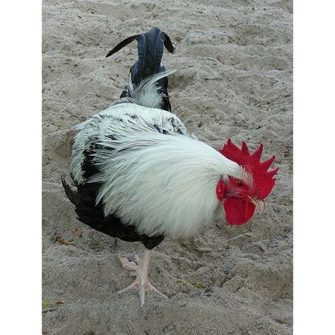 more chickens Dorking Chickens, Types Of Roosters, Australorp Chicken, Chicken Business, Hens And Chickens, Chicken Photos, Chickens Backyard Breeds, Chickens For Sale, Meat Birds