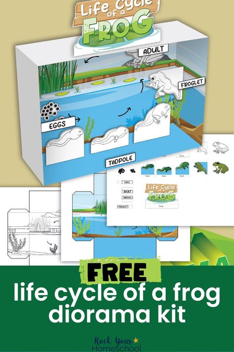 Frog Life Cycle Worksheet Free Printable, Life Cycle Of A Frog Activities, The Life Cycle Of A Frog, Frog Life Cycle Project, Life Cycle Of Animals Project, Frog Life Cycle Craft Preschool, Paper Diorama Templates Free Printable, Life Cycle Of A Frog Craft, Life Cycle Projects For Kids