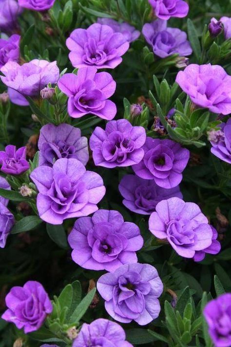 Calibrachoa Million Bells, Ground Covers, Purple Garden, Flower Beauty, Beautiful Blooms, Hanging Baskets, Ikebana, Love Flowers, Amazing Flowers