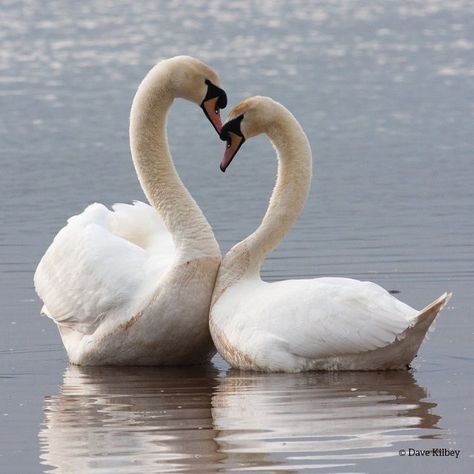 Swan Pictures, Swan Painting, Swan Love, Swans Art, Mute Swan, Beautiful Swan, About Nature, Who Cares, Bird Photography