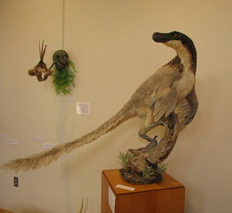 Feathered Dinosaurs, Zoo Ideas, Cool Dinosaurs, Prehistoric Wildlife, Dinosaur Images, Dinosaur Pictures, Draw Animals, Taxidermy Art, Drawing Animals