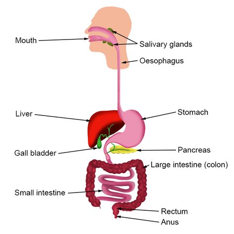 Summary of the parts of the alimentary canal and diagram Alimentary Canal Notes, Excretion In Humans Notes, Human Alimentary Canal Notes, Alimentary Canal Diagram, Human Alimentary Canal Diagram Drawing, Internal Organs Diagram, A Level Biology Lipids, Diagram Of Excretory System, Revision Notes