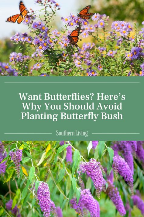 You want to attract butterflies to your garden. They're pretty, they're pollinators, and they're important to the ecosystem. Butterfly bush may seem like an ideal plant for the job—but it's not. Our garden experts share why you should avoid planting butterfly bush. #butterflybush #butterflygarden #gardenideas #nativeplants #invasiveplants Pollinator Flower Garden, Butterfly Bush Hedge, Where To Plant Butterfly Bush, Landscaping With Butterfly Bushes, Budlia Butterfly Bush, Butterfly Bushes Landscaping, Butterfly Bush Companion Plants, Butterfly Bush Landscaping, Butterfly Bush Care