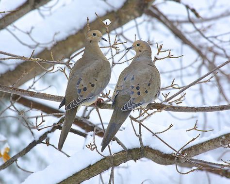 Two Doves, 2 Turtle Doves 12 Days, Turtle Dove Meaning, Turtle Doves Christmas, Turtle Doves, Doves In The Wind, Two Turtle Doves Christmas, Two Turtle Doves, Save The Last Dance