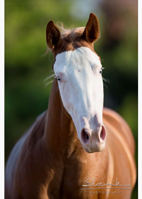 Striking chestnut bald-faced horse with blue eyes. Quarter Horses For Sale, Bald Face, Horse Portraits, Horse Markings, Paint Horses, Horse Things, Paint Horse, Quarter Horses, Dream Horse