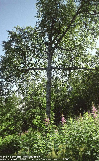 The Cross Tree. Solovetski Island Photos. Solovki. Cross Tree, Faith Board, Island Photos, Way Of The Cross, Sign Of The Cross, Old Rugged Cross, Lone Tree, Jesus Art, Christian Cross