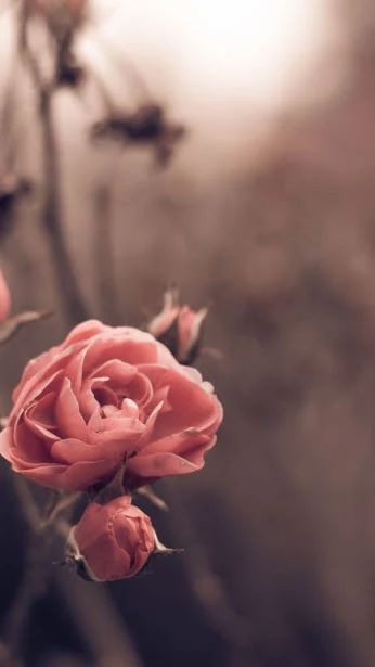 Foto Wallpaper Iphone, Pink Roses, Roses, Iphone, Flowers, Pink