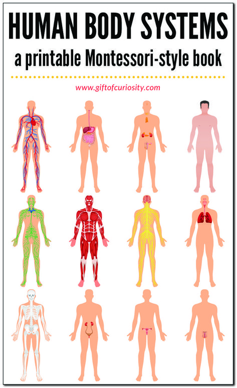 HUMAN BODY SYSTEMS BOOK: This printable, Montessori-style book about the systems of the human body features 12 different systems (skeletal system, muscular system, circulatory system, etc.). This book is designed to be super easy to assemble, and it has just the right amount of information to give kids a brief introduction to the key components of each system. #humanbody #printables #giftofcuriosity #montessori || Gift of Curiosity Muscular System For Kids, Human Body Systems Projects, Body Systems Project, Human Body System, Human Body Printables, Human Body Unit Study, Muscle System, Integumentary System, Human Body Unit