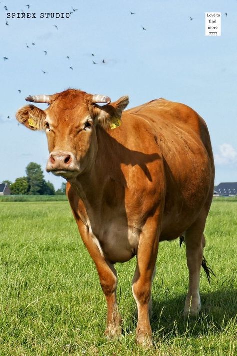 Cattle are large, domesticated, cloven-hooved herbivores, adult females are referred to as cows and adult males are referred to as bulls. Male Cow, Female Cow, Male And Female, Art Reference, Cow, Baby Shower, Animals, Art